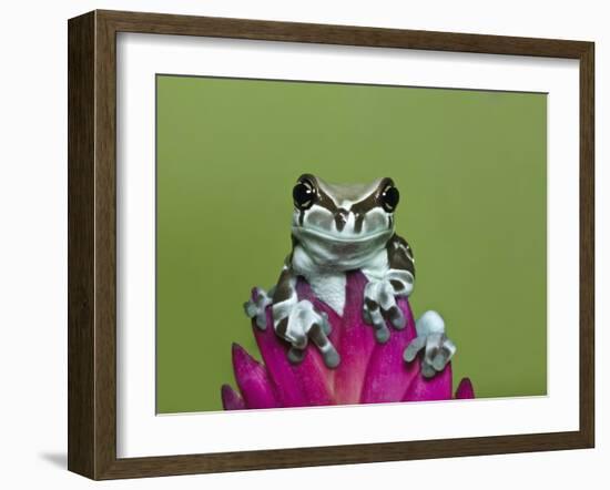 Amazon Milk Frog-Adam Jones-Framed Photographic Print