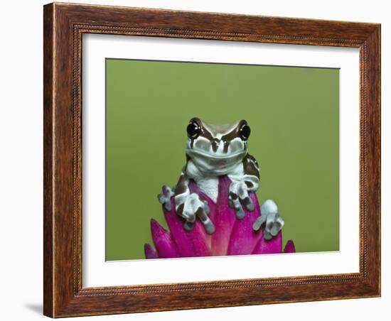 Amazon Milk Frog-Adam Jones-Framed Photographic Print