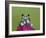 Amazon Milk Frog-Adam Jones-Framed Photographic Print