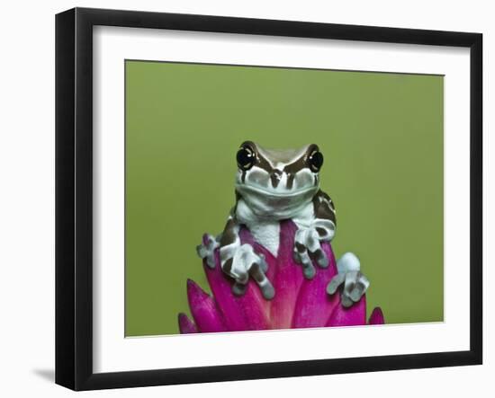 Amazon Milk Frog-Adam Jones-Framed Photographic Print