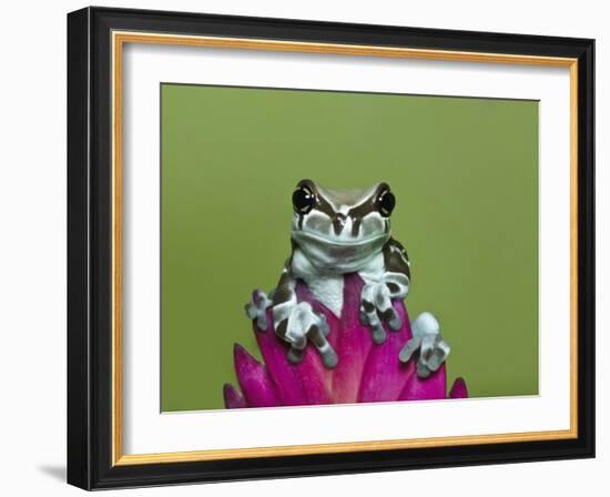 Amazon Milk Frog-Adam Jones-Framed Photographic Print