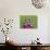 Amazon Milk Frog-Adam Jones-Photographic Print displayed on a wall
