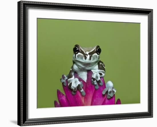 Amazon Milk Frog-Adam Jones-Framed Photographic Print