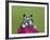 Amazon Milk Frog-Adam Jones-Framed Photographic Print