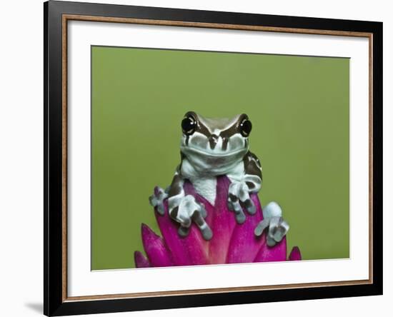 Amazon Milk Frog-Adam Jones-Framed Photographic Print