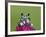 Amazon Milk Frog-Adam Jones-Framed Photographic Print