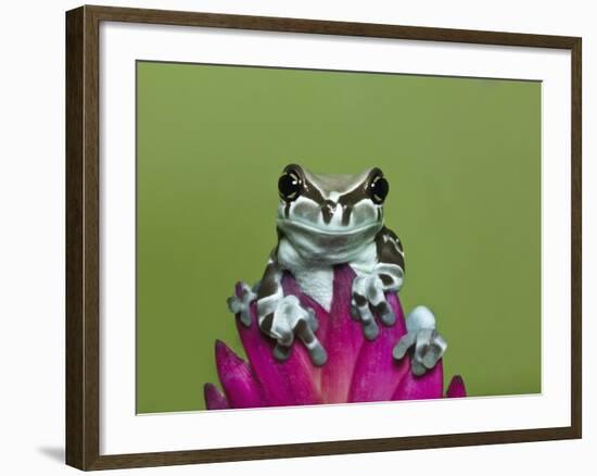 Amazon Milk Frog-Adam Jones-Framed Photographic Print