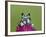 Amazon Milk Frog-Adam Jones-Framed Photographic Print