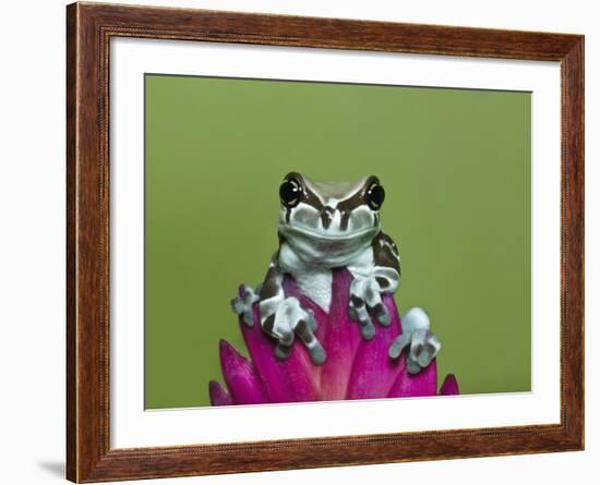 Amazon Milk Frog-Adam Jones-Framed Photographic Print