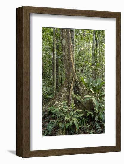 Amazon National Park, Peru. Ficus tree with buttress roots in the rainforest.-Janet Horton-Framed Photographic Print