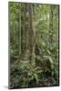 Amazon National Park, Peru. Ficus tree with buttress roots in the rainforest.-Janet Horton-Mounted Photographic Print