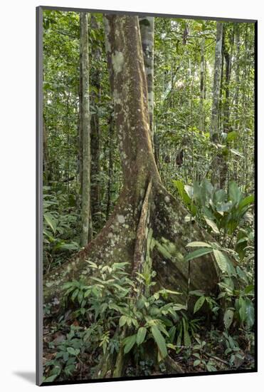 Amazon National Park, Peru. Ficus tree with buttress roots in the rainforest.-Janet Horton-Mounted Photographic Print