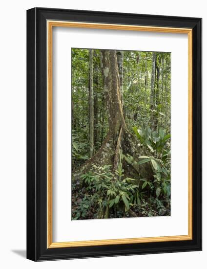 Amazon National Park, Peru. Ficus tree with buttress roots in the rainforest.-Janet Horton-Framed Photographic Print