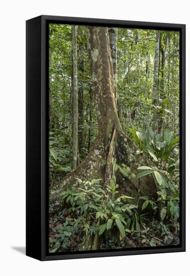 Amazon National Park, Peru. Ficus tree with buttress roots in the rainforest.-Janet Horton-Framed Premier Image Canvas