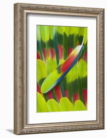 Amazon Parrot Tail Feather Design-Darrell Gulin-Framed Photographic Print