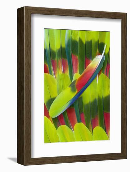 Amazon Parrot Tail Feather Design-Darrell Gulin-Framed Photographic Print