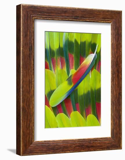 Amazon Parrot Tail Feather Design-Darrell Gulin-Framed Photographic Print