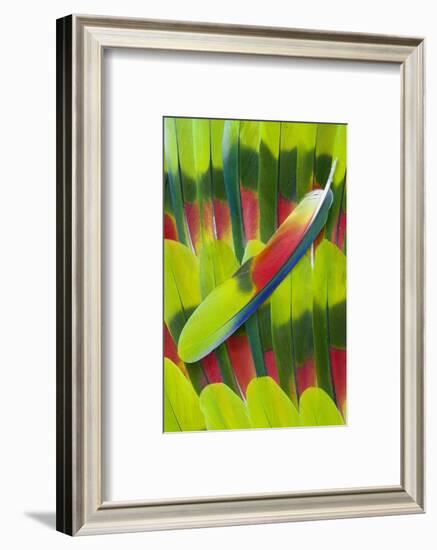 Amazon Parrot Tail Feather Design-Darrell Gulin-Framed Photographic Print