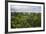 Amazon Rainforest at Sacha Lodge, Coca, Ecuador, South America-Matthew Williams-Ellis-Framed Photographic Print