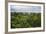 Amazon Rainforest at Sacha Lodge, Coca, Ecuador, South America-Matthew Williams-Ellis-Framed Photographic Print