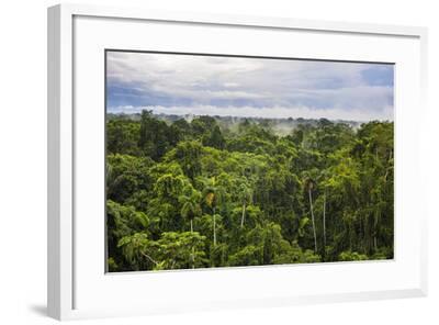 Amazon Rainforest At Sacha Lodge Coca Ecuador South America Photographic Print Matthew Williams Ellis Art Com