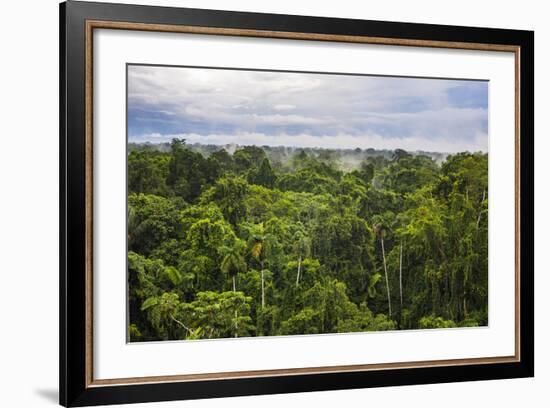 Amazon Rainforest at Sacha Lodge, Coca, Ecuador, South America-Matthew Williams-Ellis-Framed Photographic Print