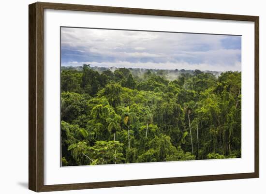 Amazon Rainforest at Sacha Lodge, Coca, Ecuador, South America-Matthew Williams-Ellis-Framed Photographic Print