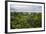 Amazon Rainforest at Sacha Lodge, Coca, Ecuador, South America-Matthew Williams-Ellis-Framed Photographic Print