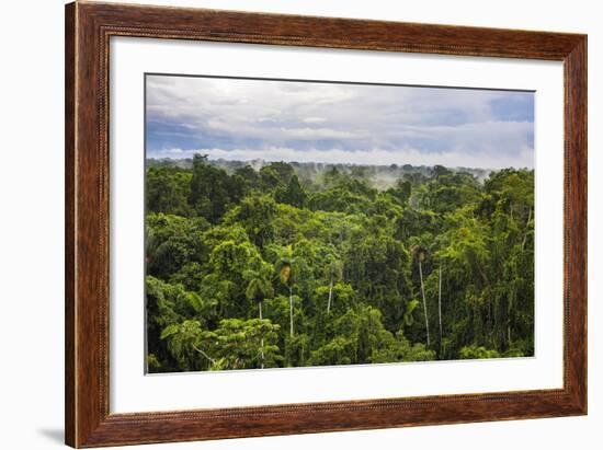 Amazon Rainforest at Sacha Lodge, Coca, Ecuador, South America-Matthew Williams-Ellis-Framed Photographic Print