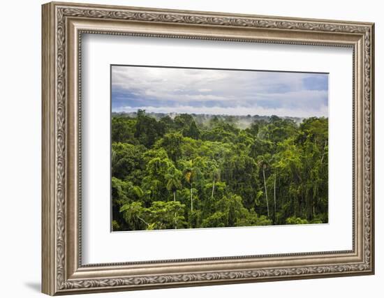 Amazon Rainforest at Sacha Lodge, Coca, Ecuador, South America-Matthew Williams-Ellis-Framed Photographic Print