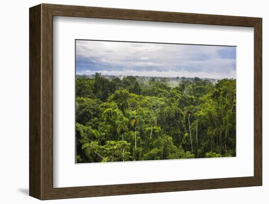 Amazon Rainforest at Sacha Lodge, Coca, Ecuador, South America-Matthew Williams-Ellis-Framed Photographic Print