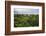 Amazon Rainforest at Sacha Lodge, Coca, Ecuador, South America-Matthew Williams-Ellis-Framed Photographic Print