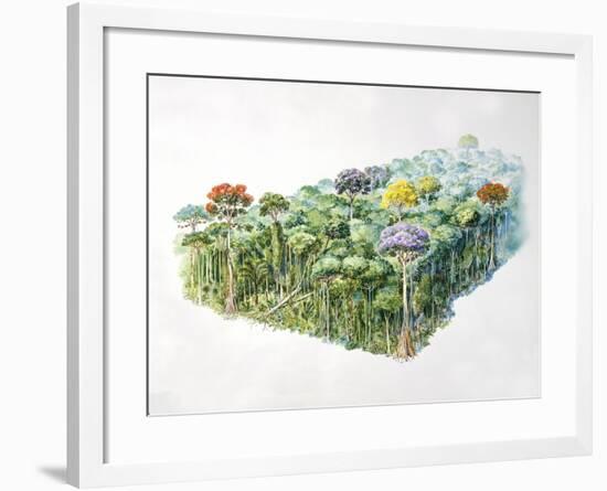 Amazon Rainforest-null-Framed Giclee Print