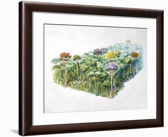 Amazon Rainforest-null-Framed Giclee Print