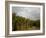 Amazon, Rio Tapajos, A Tributary of Rio Tapajos Which Is Itself a Tributary of Amazon, Brazil-Mark Hannaford-Framed Photographic Print