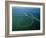 Amazon River, Amazon Jungle, Aerial View, Brazil-Steve Vidler-Framed Photographic Print