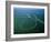 Amazon River, Amazon Jungle, Aerial View, Brazil-Steve Vidler-Framed Photographic Print