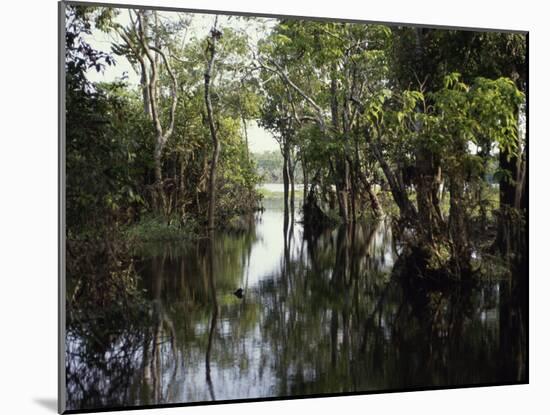 Amazon River, Brazil-null-Mounted Photographic Print