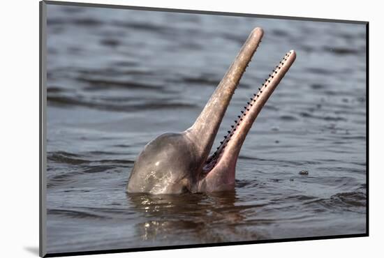 Amazon river dolphin at surface, Manaus, Brazil-Sylvain Cordier-Mounted Photographic Print