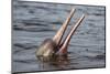 Amazon river dolphin at surface, Manaus, Brazil-Sylvain Cordier-Mounted Photographic Print