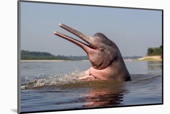 Amazon river dolphin (Inia geoffrensis) Rio Negro, Amazonas, Brazil.-Sylvain Cordier-Mounted Photographic Print