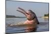 Amazon river dolphin (Inia geoffrensis) Rio Negro, Amazonas, Brazil.-Sylvain Cordier-Mounted Photographic Print