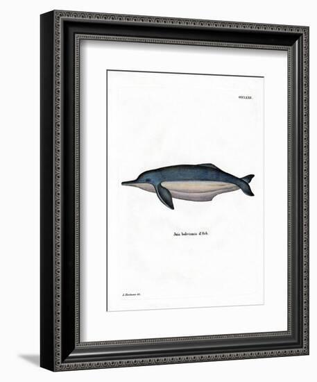 Amazon River Dolphin-null-Framed Giclee Print