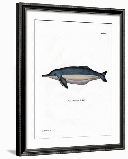 Amazon River Dolphin-null-Framed Giclee Print