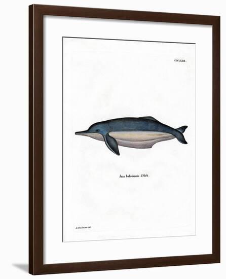 Amazon River Dolphin-null-Framed Giclee Print