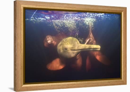 Amazon river dolphins, Amazonas, Brazil-Art Wolfe-Framed Premier Image Canvas