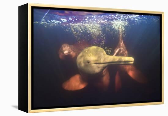 Amazon river dolphins, Amazonas, Brazil-Art Wolfe-Framed Premier Image Canvas