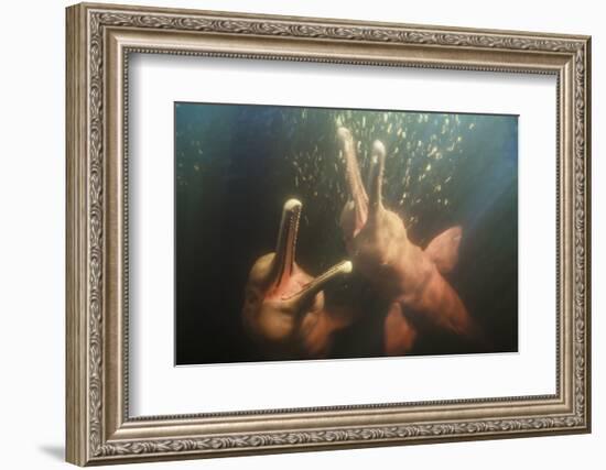 Amazon river dolphins, Amazonas, Brazil-Art Wolfe-Framed Photographic Print