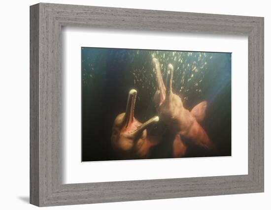 Amazon river dolphins, Amazonas, Brazil-Art Wolfe-Framed Photographic Print