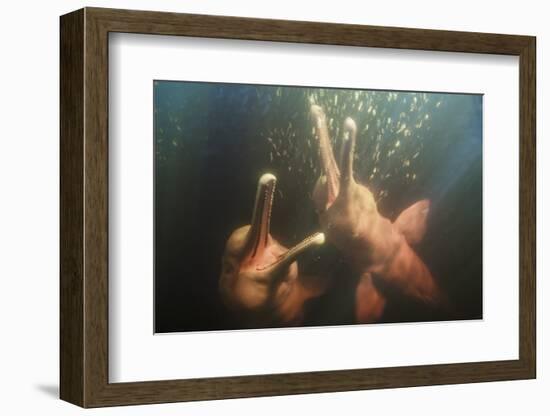Amazon river dolphins, Amazonas, Brazil-Art Wolfe-Framed Photographic Print